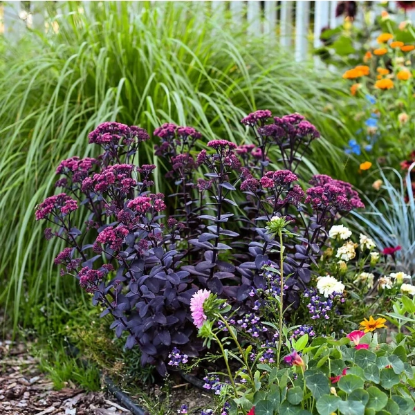 Rozchodnik 'Oriental Dancer' – Sedum, Hylotelephium w ogrodzie